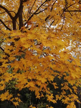 出国养老该注意什么？（退休计划和养老金该怎么安排？）