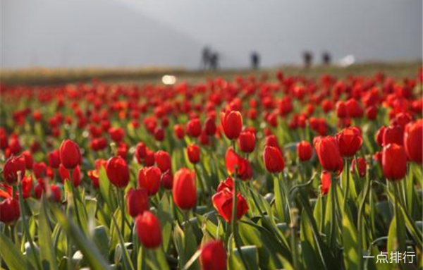 半汤郁金香高地